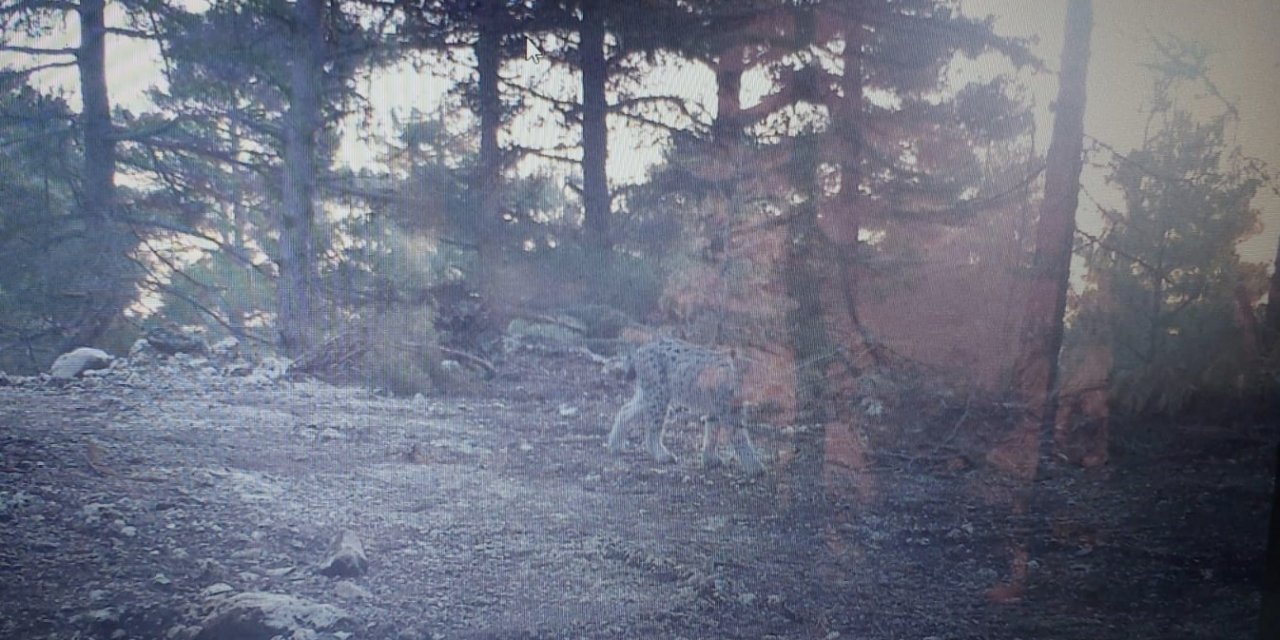 Mersin'de Fotokapana Vaşak Yakalandı