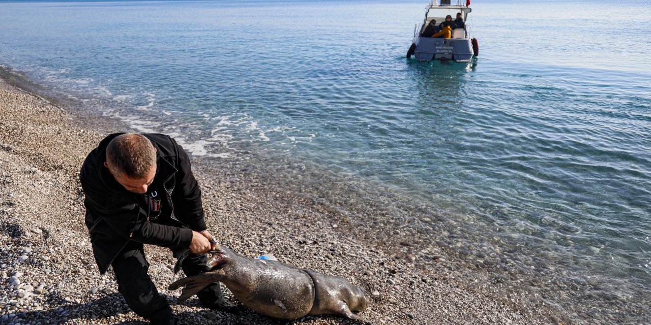 Antalya'nın Konyaaltı Sahili Açıklarında Ölü Yavru Akdeniz Foku Bulundu