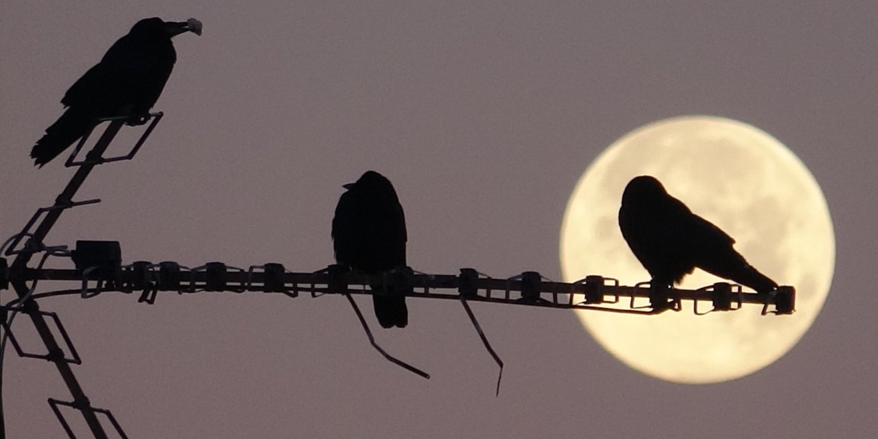 Erzurum'da Dolunayda Kuşlar