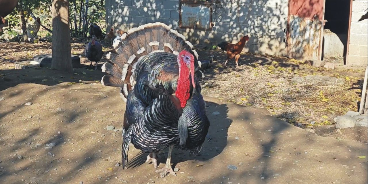 Ana Yadigarı Hindi Yılbaşında Kesilmek Yerine Emekli Edildi