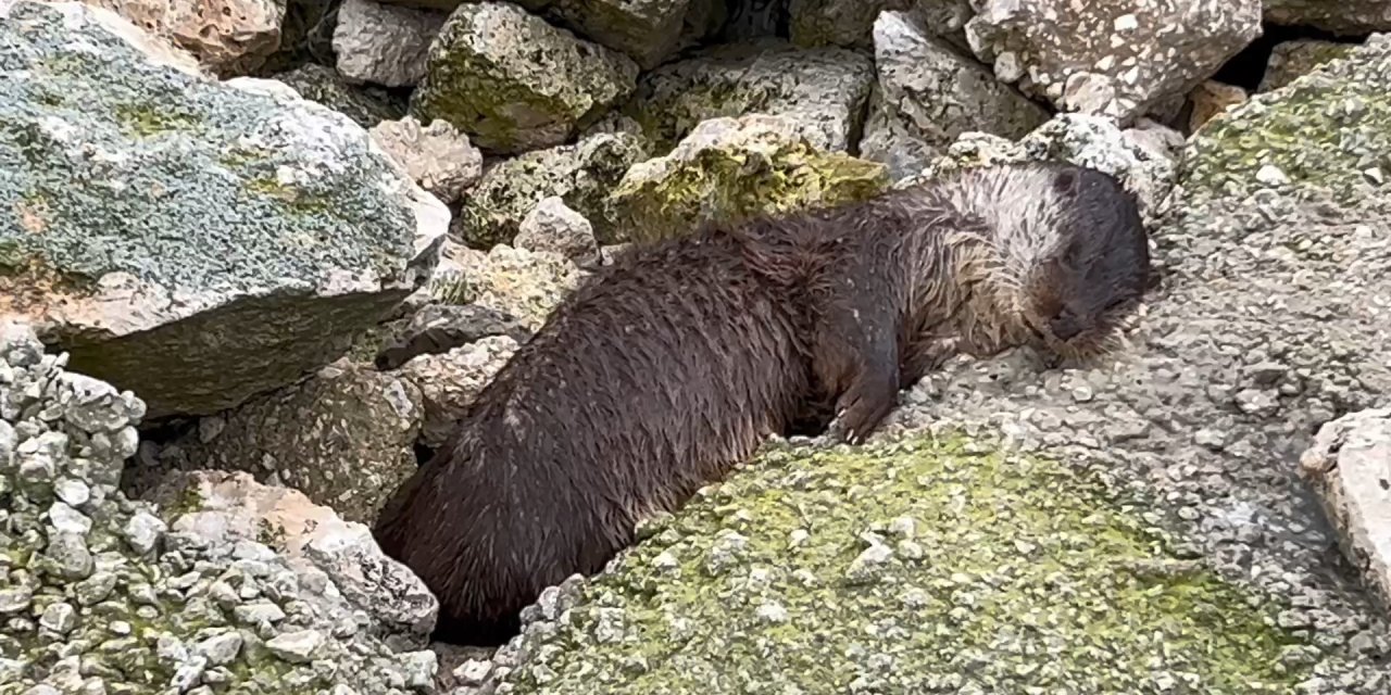 Büyükçekmece'nin 'maskot'u Sahilde Ölü Bulundu