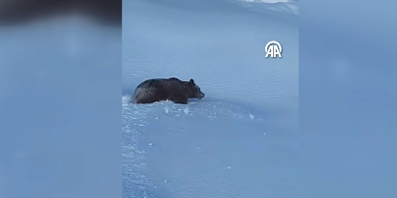 Rize'de karda yuvarlanan ayı cep telefonu ile görüntülendi