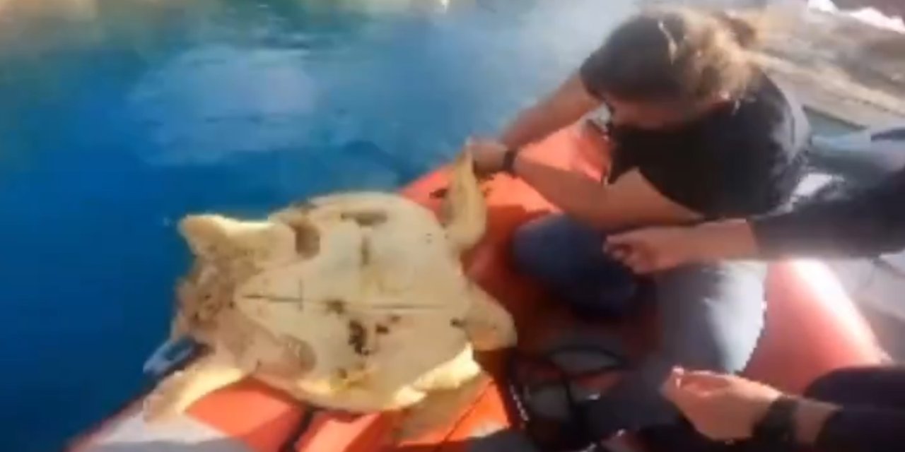 Misinaya Takılan Caretta Caretta Kurtarıldı