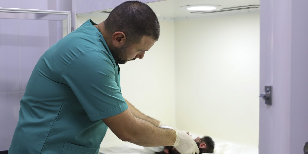 Doğa Parkı Personeli, Annesi 'nazo'nun Sahip Çıkmadığı Babuna Bakıyor