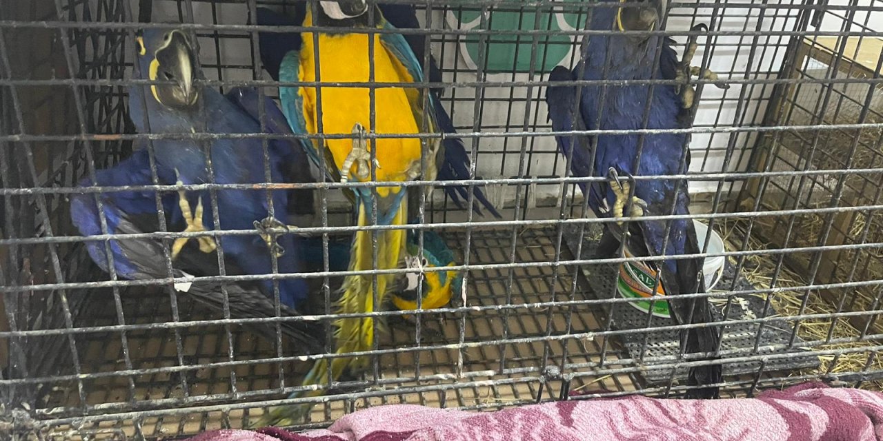 Edirne'de, Kamyonette 124 Kuş Ele Geçirildi