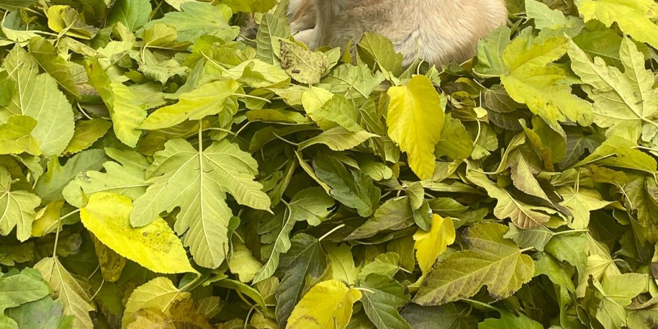 Temizlik Yaparken Topladığı Yaprakların Üzerinde Uyuyan Köpeği, 3 Saat Bekledi