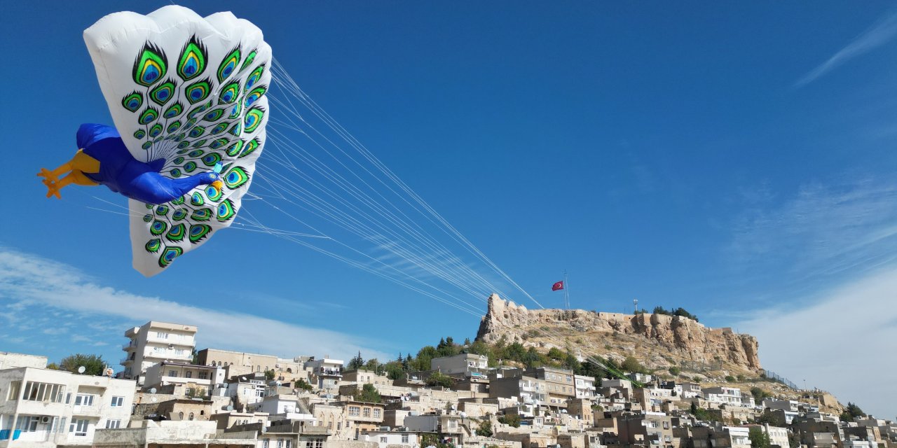 Mardinli Tavus Kuşu Bu Kez Hindistan'da Uçacak