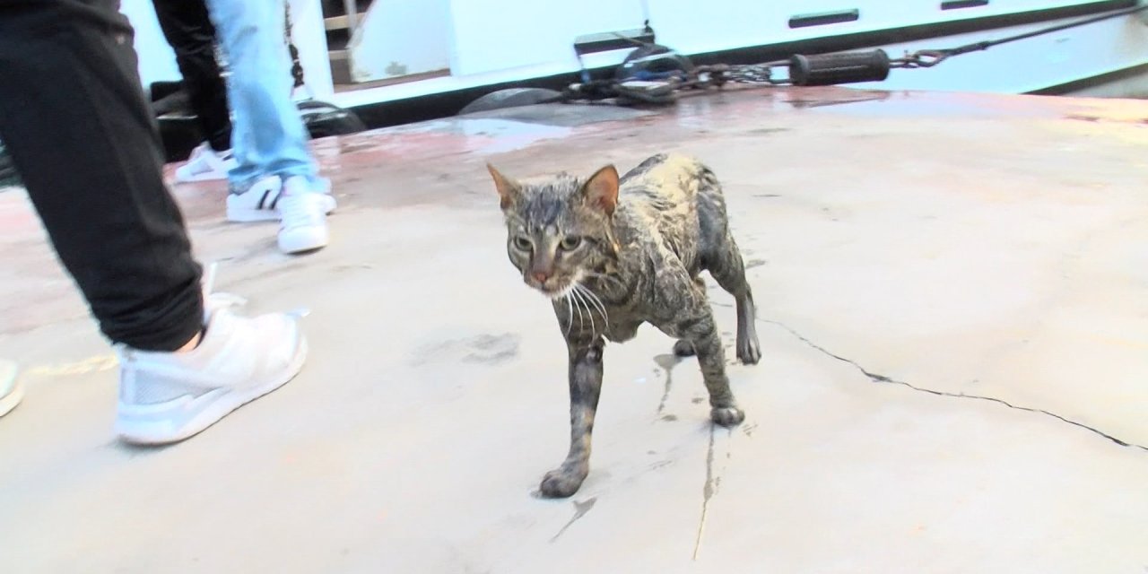 Beşiktaş'ta Dalgıçlı Kedi Kurtarma Operasyonu