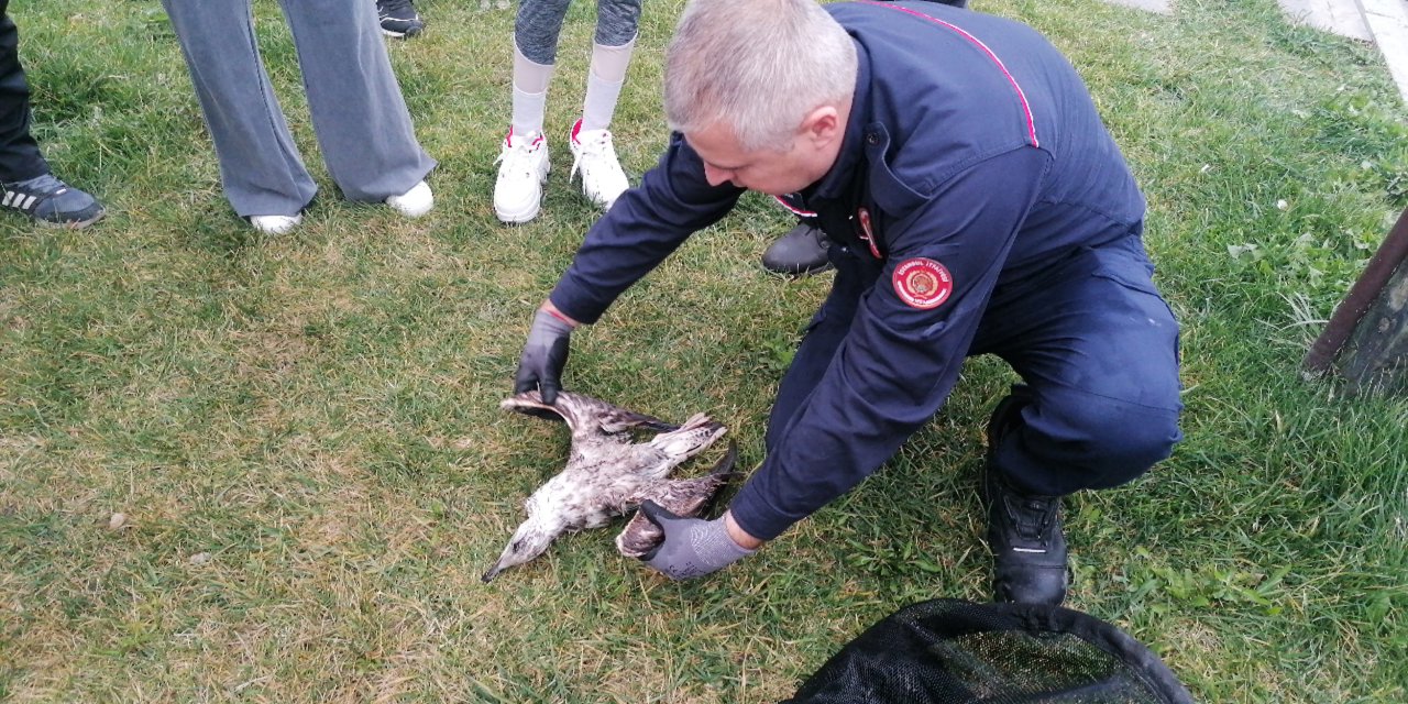 İtfaiye Erinin Suni Teneffüs Yaptığı Martı Kurtarılamadı