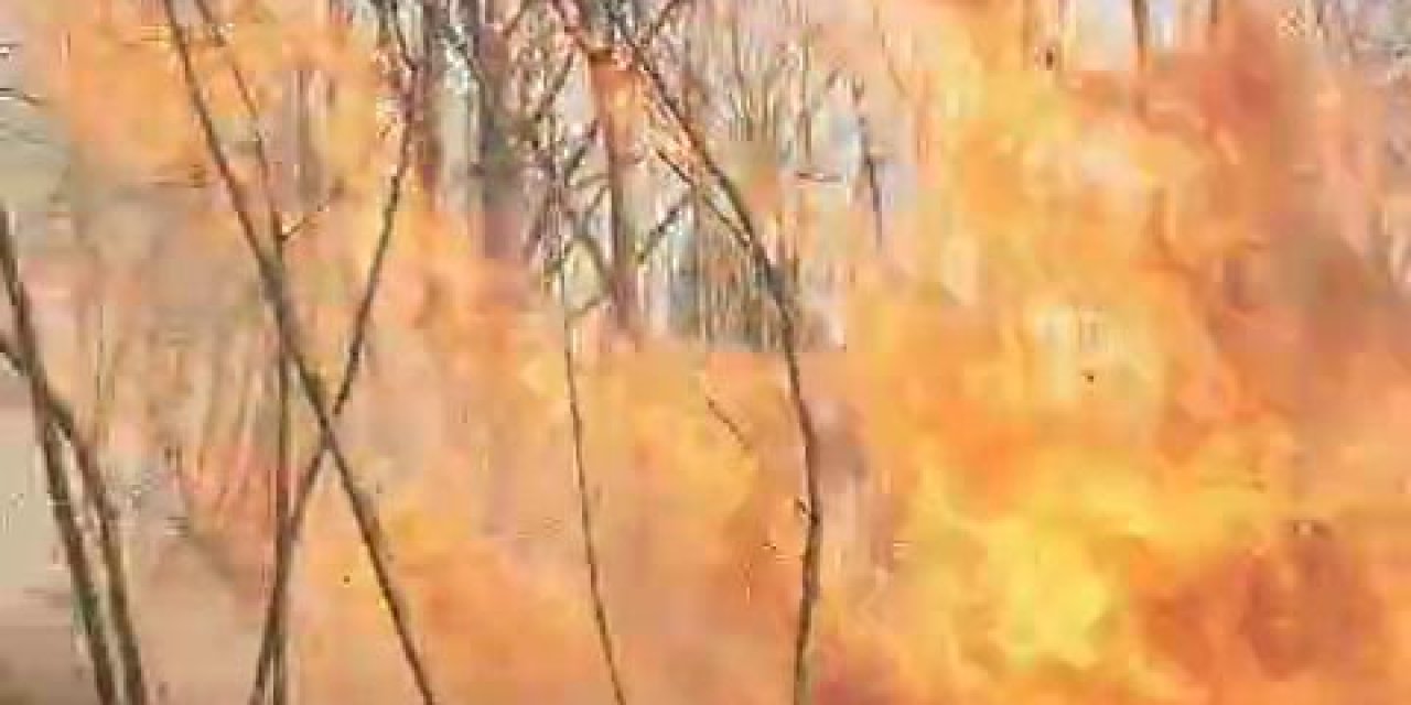 Sakarya'da Ormanda Yangın