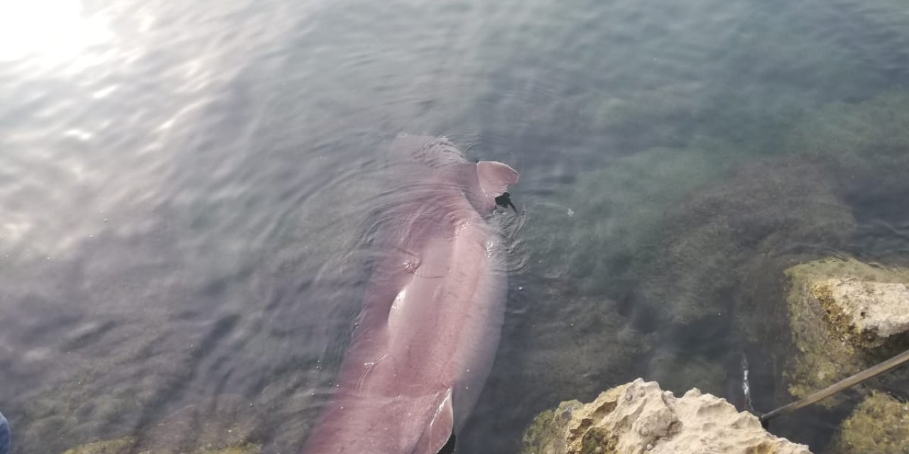 Mersin'de Kıyıya 4 Metrelik Cam Göz Köpekbalığı Vurdu