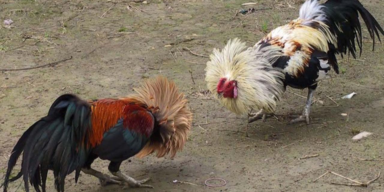 Horoz Dövüşüne Polis Baskını: 8 Gözaltı