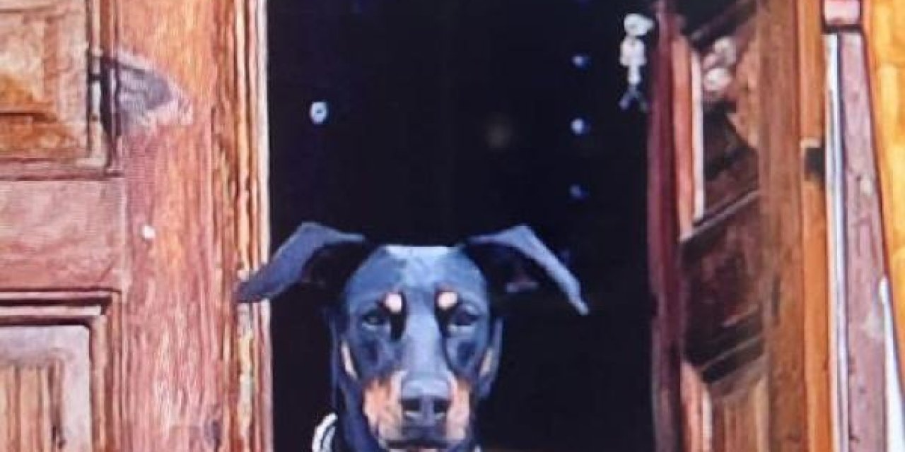 Korhan Berzeg'den 200 Gündür Haber Yok; Umudu Tek Tükenmeyen Köpeği Tina