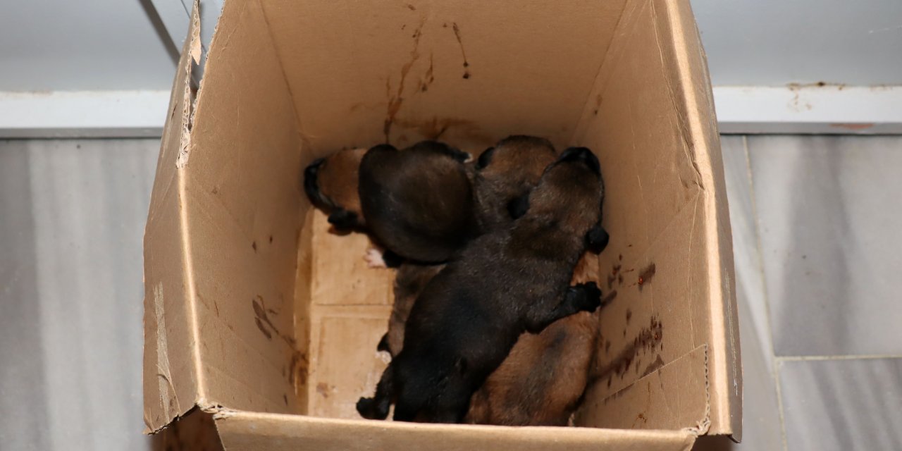 Temizlik İşçileri Çöp Konteynerindeki Kolide 5 Yavru Köpek Buldu
