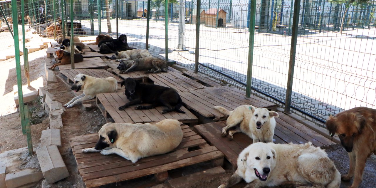 'Sokak Hayvanı Sorununun Kalıcı Tek Çözümü, Ciddi Bir Kısırlaştırma Projesi'