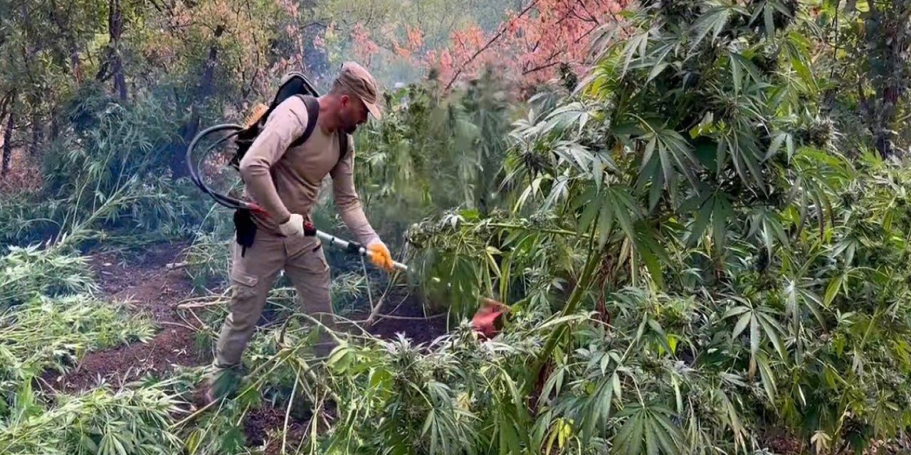 Diyarbakır'da 1 Yılda 102 Milyon Kök Kenevir Bitkisi İle 47 Ton Esrar Ele Geçirildi