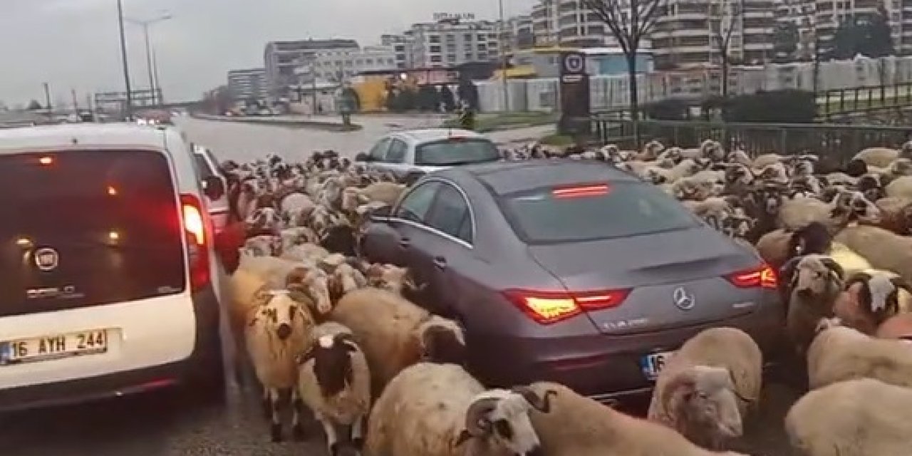 Koyun Sürüsü Yola Çıkınca Trafik Durdu; O Anlar Kamerada