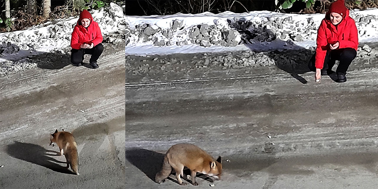 Artvin'de yolda karşılaştıkları tilkileri tavuk eti ve ekmekle beslediler