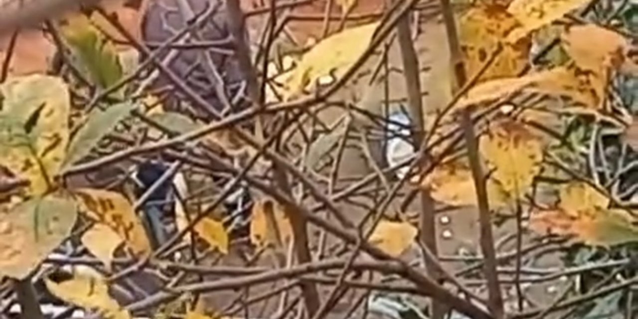 Beykoz'da Balta İle Köpeğe İşkence Eden Cani Gözaltına Alındı