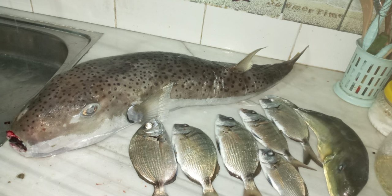 Zehirlenen Ailenin Damadı: Balon Balığı Yediğimizi Bilmiyorduk