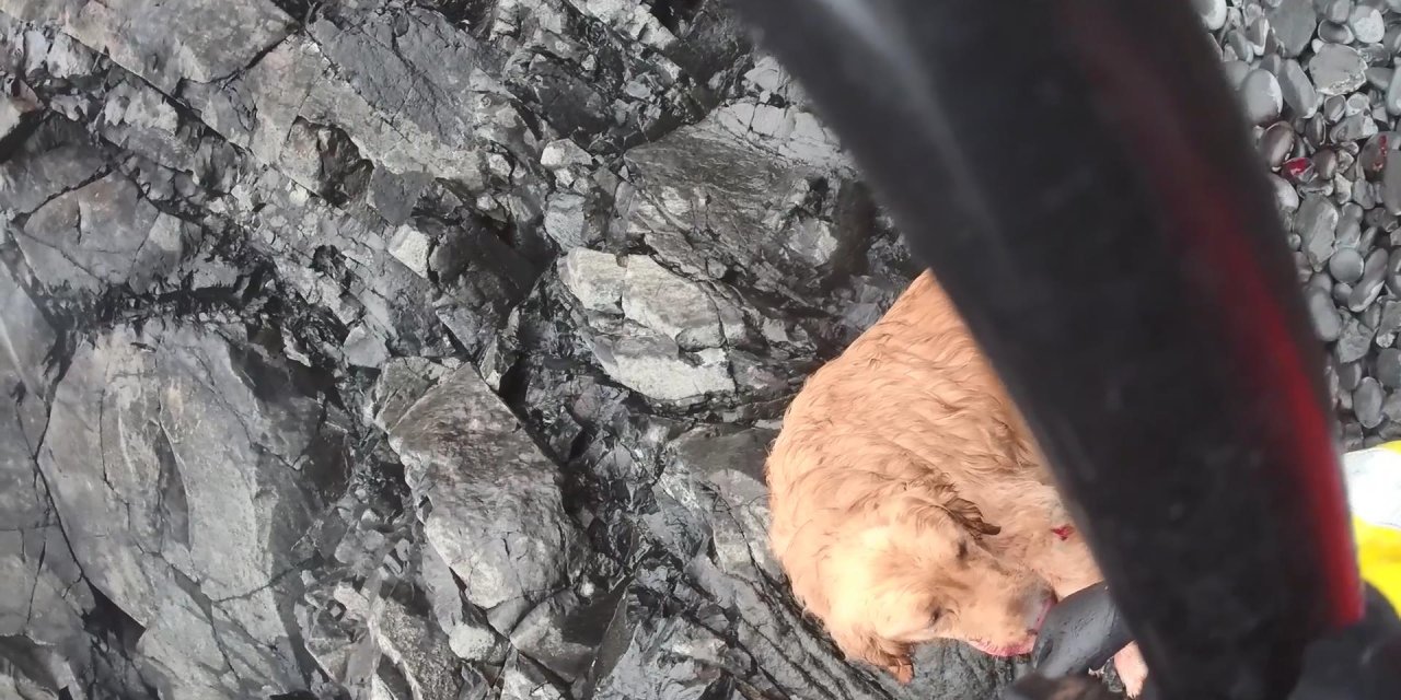 Abd Sahil Güvenlik Ekipleri, Uçurumda Mahsur Kalan Köpeği Kurtardı