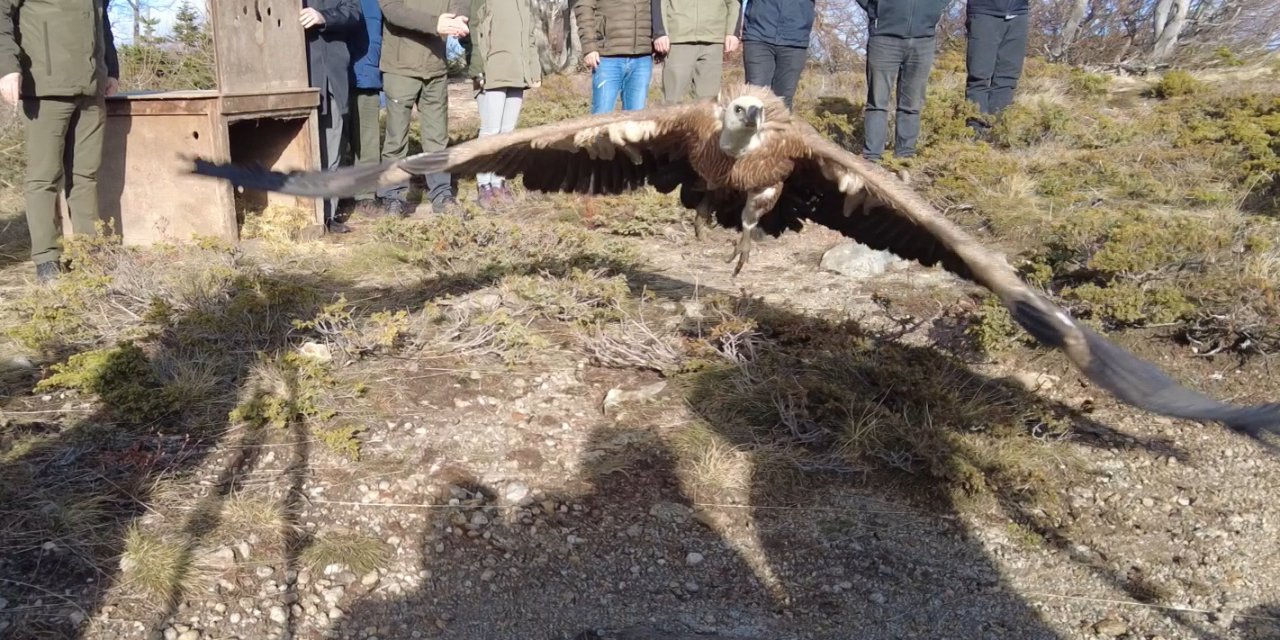 Tarlada Bitkin Bulunan 'Kızıl Akbaba' Tedavisinin Ardından Uludağ'da Doğaya Salındı