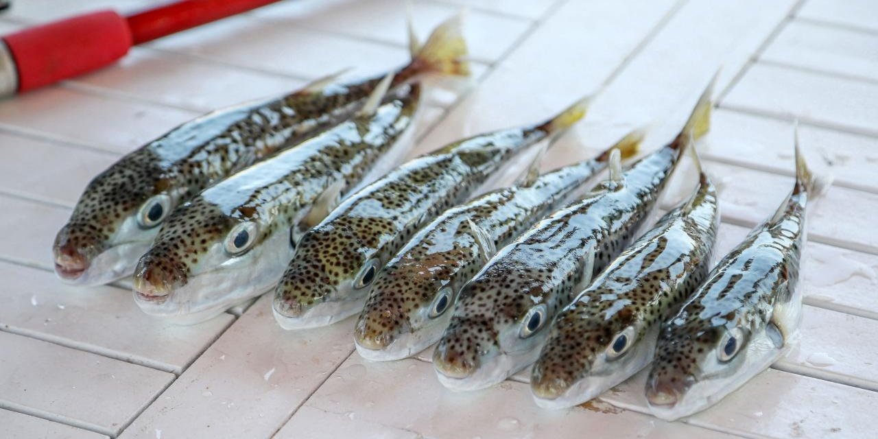 Prof. Dr. Aydın: Balon Balığının 1 Miligram Zehri Bile 70 Kiloluk Birini Öldürebilir