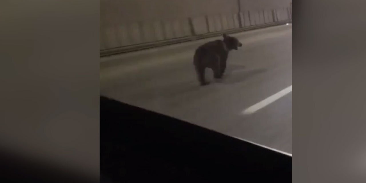 Rize'de tünelde koşan ayı cep telefonuyla kaydedildi