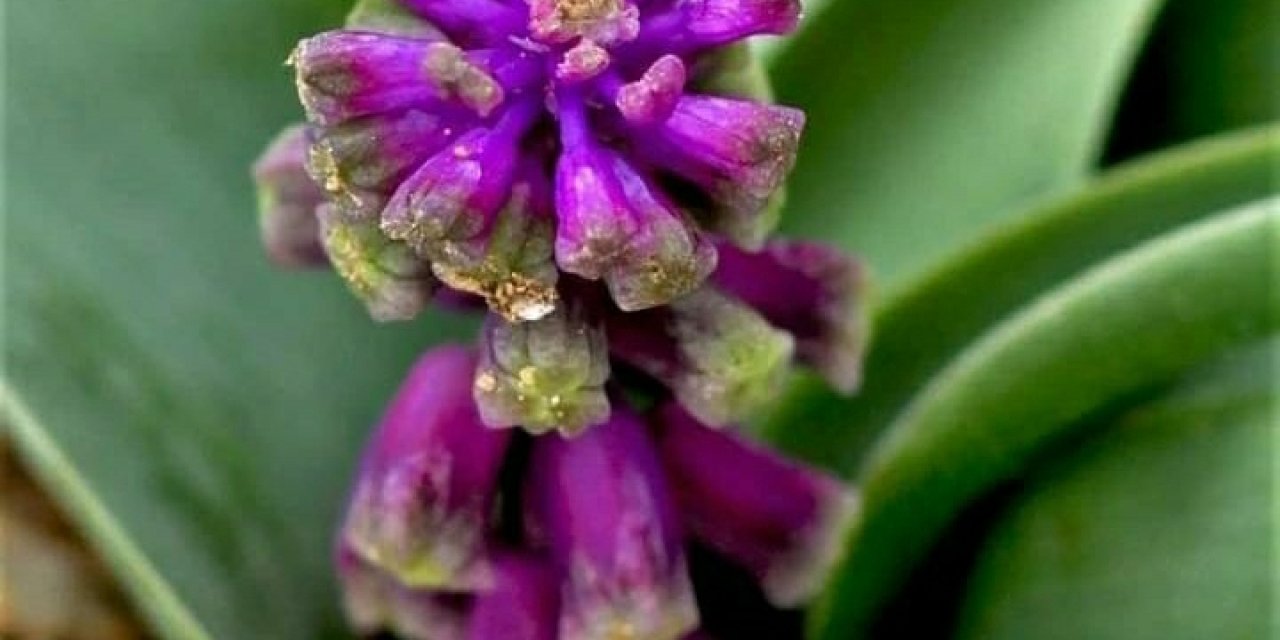 Konya'da Yeni Bitki Türü Tespit Edildi