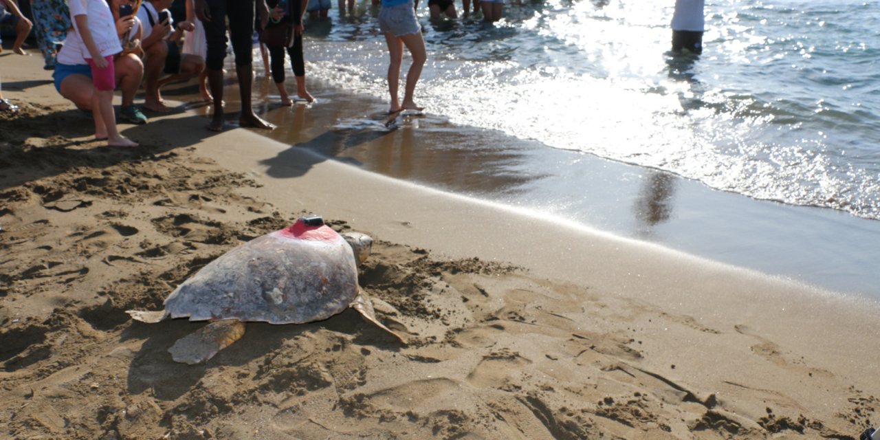 Sinyali Kesilen Caretta 'Tuba', Yazın Dalyan'a Bekleniyor
