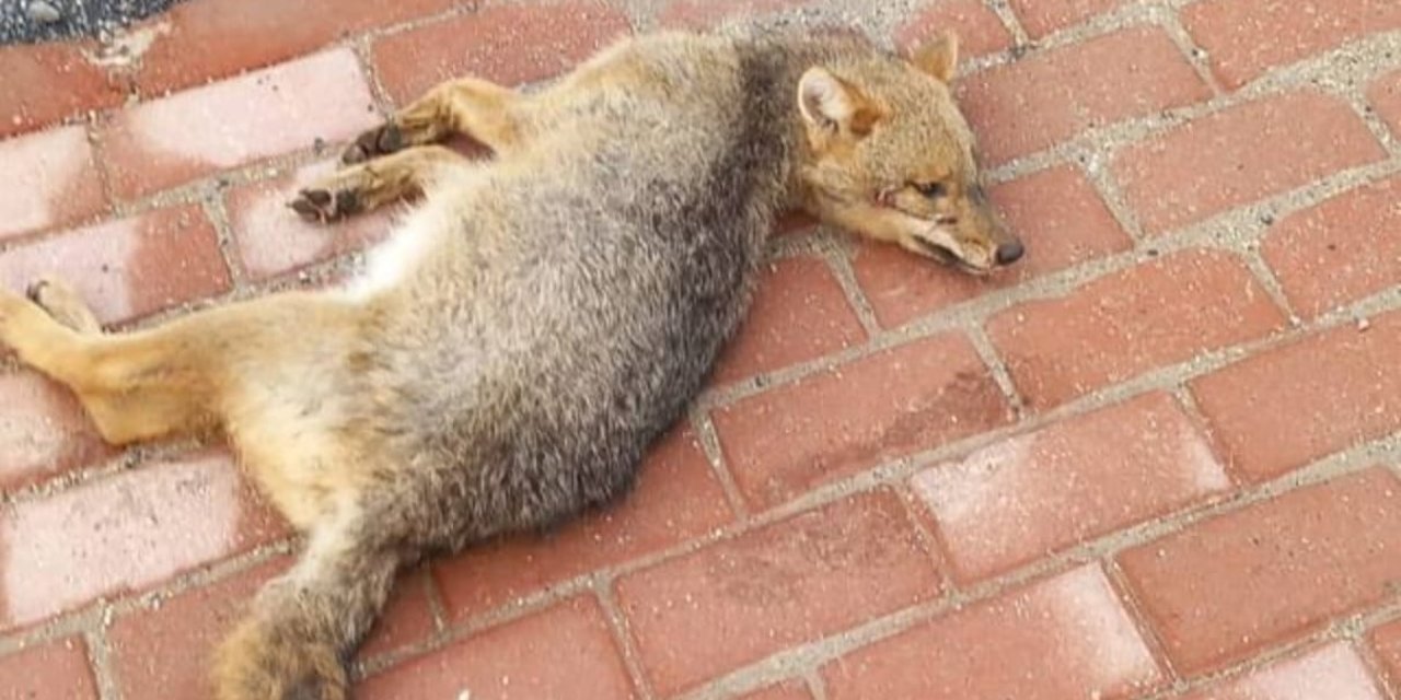 Kaldırımda Ölü Tilki Bulundu