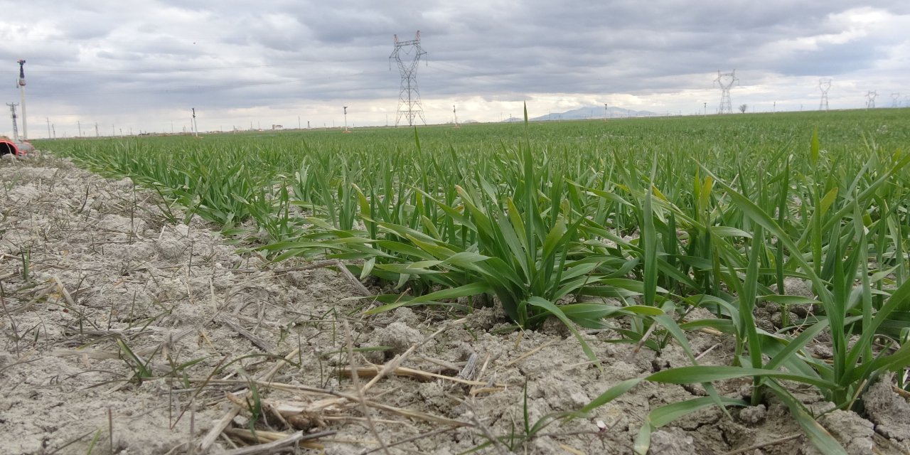'konya Ovası'Nda Kar Yağmadığı İçin Tabiattaki Ürünler Uyku Dönemine Giremedi'