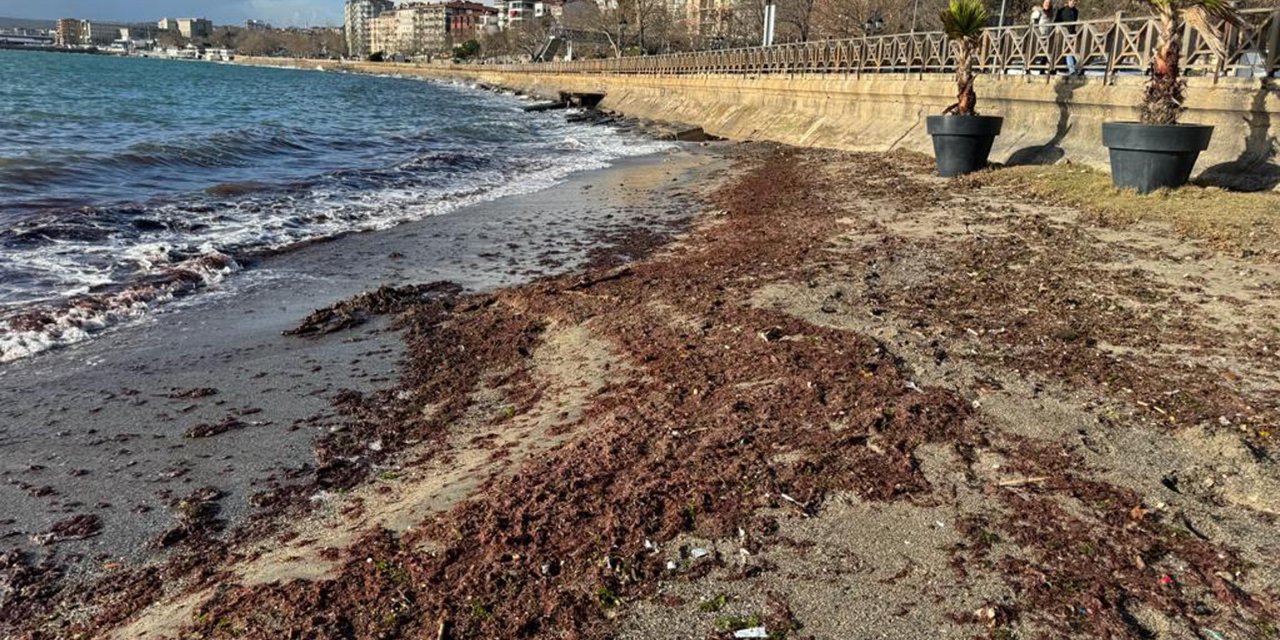 Tekirdağ'da Sahil Yosunla Kaplandı