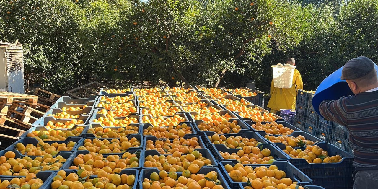 'bodrum Mandalinası Bahçede 5, İstanbul'Da 50 Liradan Satılıyor'