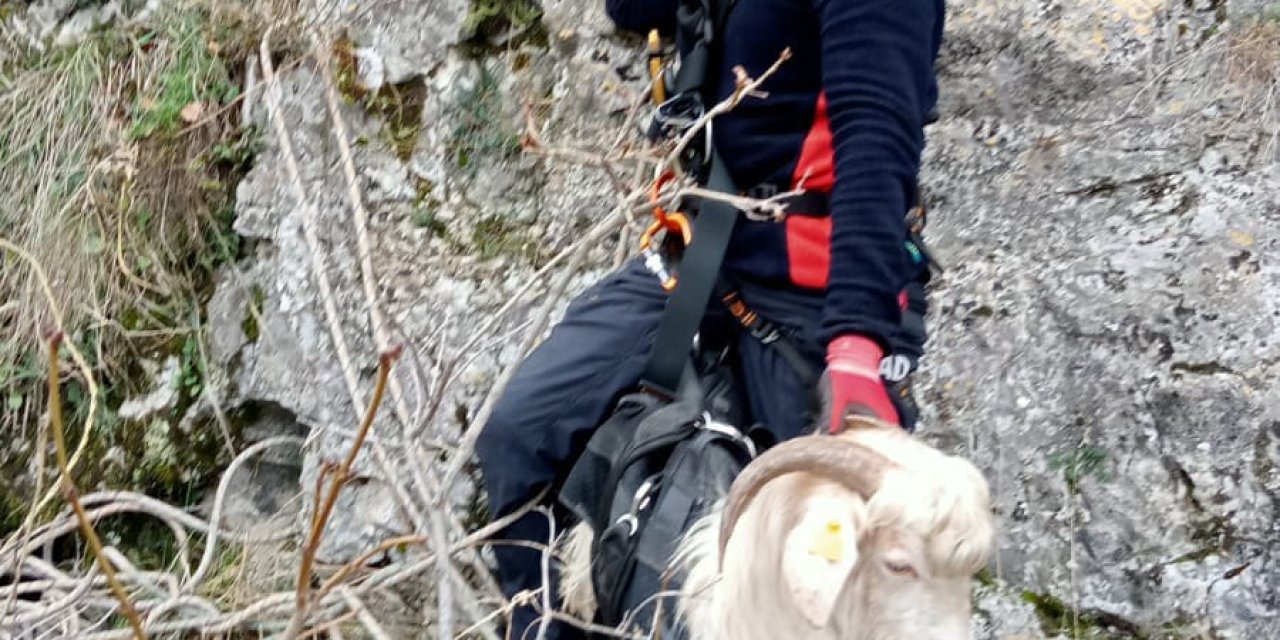 3 Gün Kayalıklarda Mahsur Kalan Keçiyi Afad Kurtardı