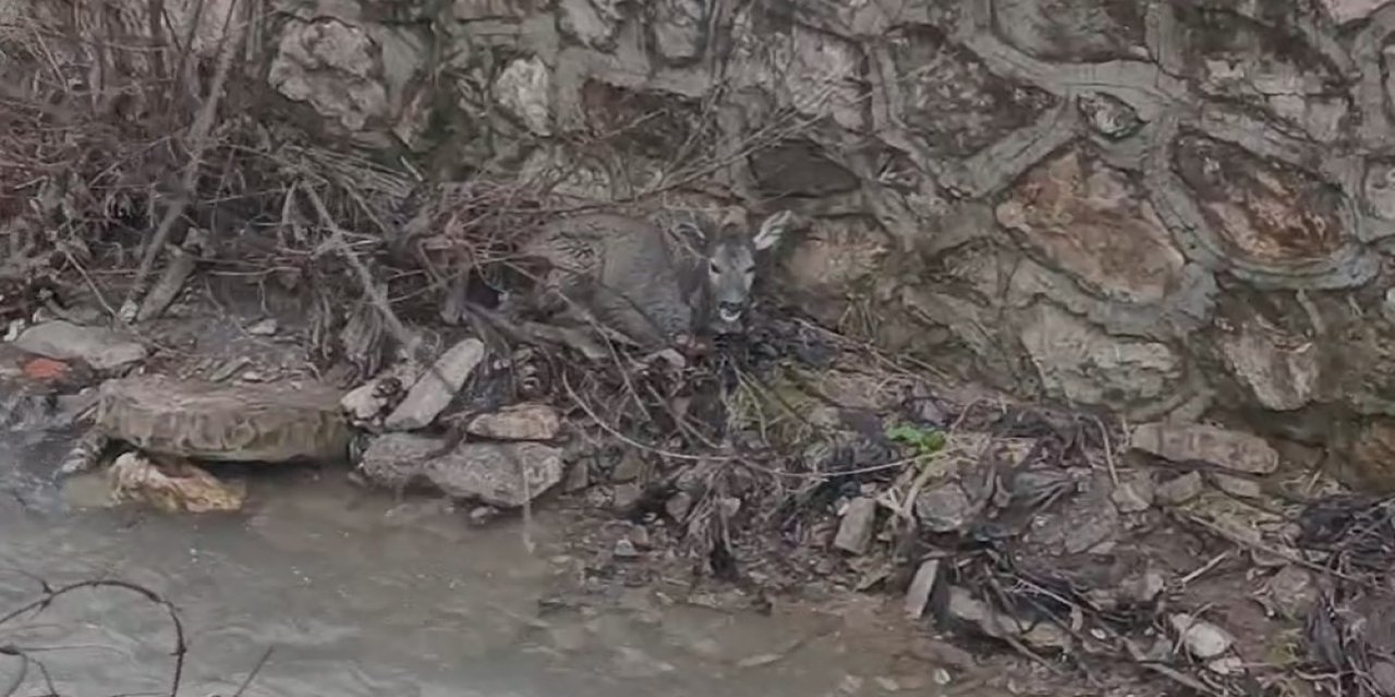 Sulama Kanalına Düşen Karaca Yavrusu Kurtarıldı