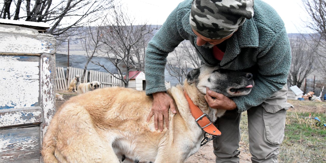 Mevsimler Kaydı, Kangallar Kışlıklarına Bürünemedi