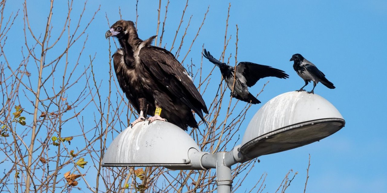 Yorgun Düşen Kara Akbaba 'B10', Parkta Yakalanıp Tedaviye Alındı