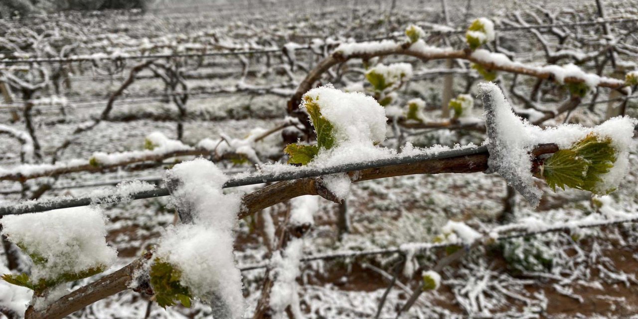 İzmir Ve İlçeleri İçin 'Zirai Don' Uyarısı