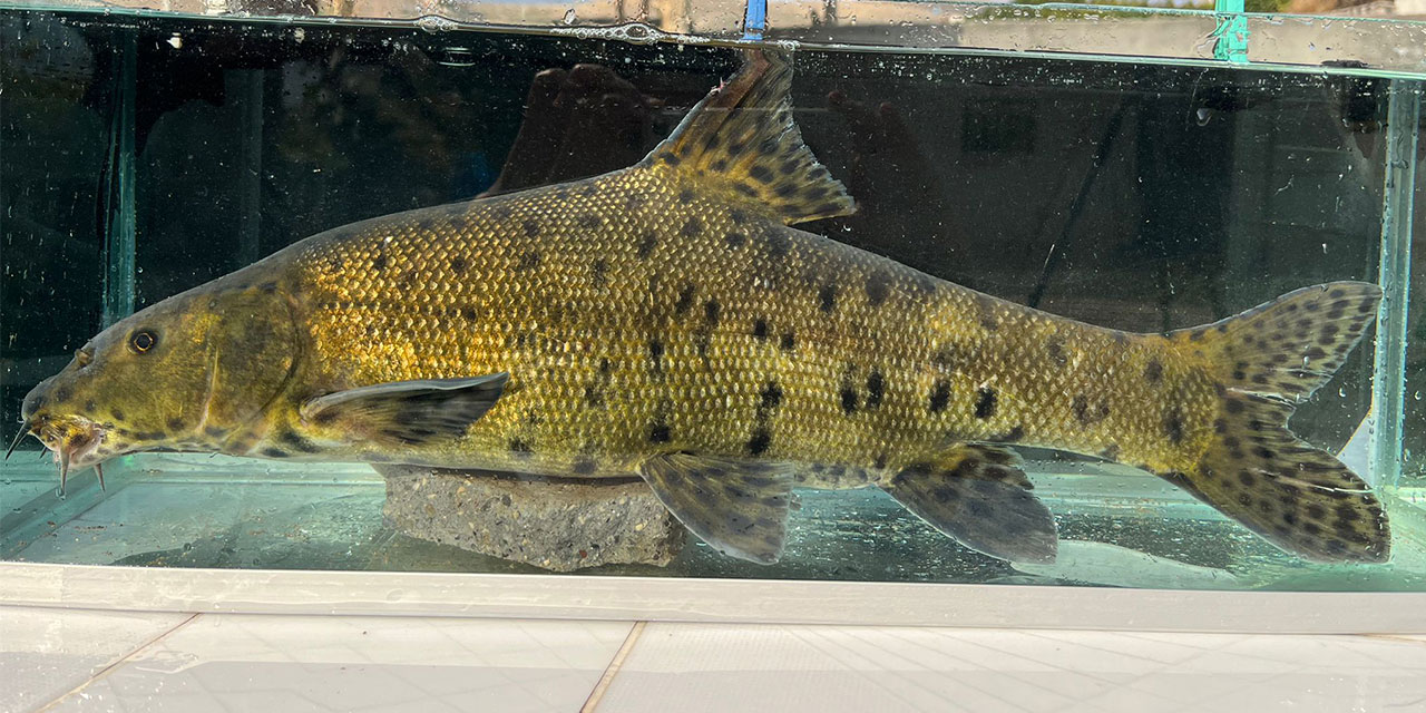 RTEÜ'deki Bilim İnsanları Canlı ‘Leopar Sazanı’nı Sonunda Yakaladı