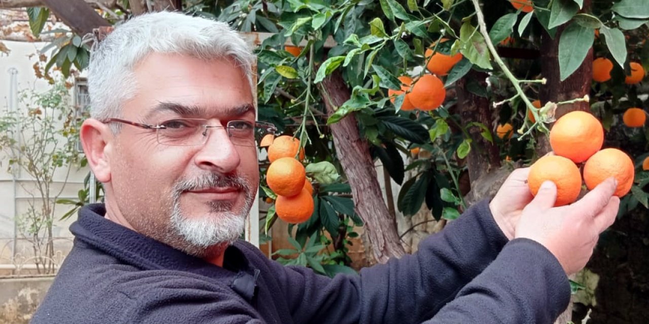 Çukurova'da Parayla Satılmayan Turunç, Limona Alternatif Olma Yolunda