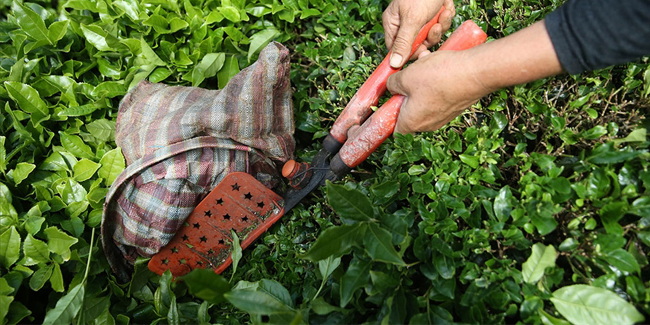 Türk çayına en çok rağbet Belçika'dan