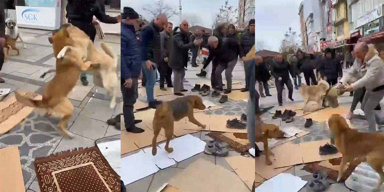 Kavga Eden Köpekler Cemaatin Arasını Daldı; O Anlar Kamerada