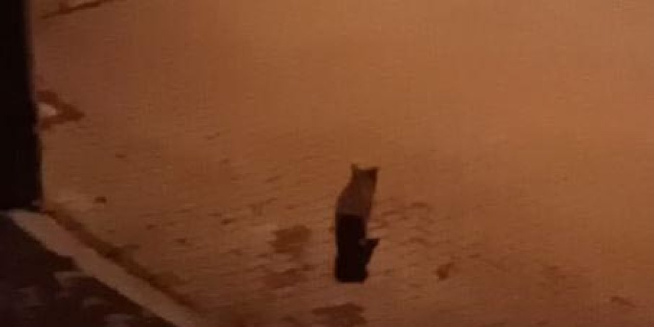 Mahallede Kedi Avlayan Vaşak Alarmı; Yakalanması İçin Kapan Kuruldu