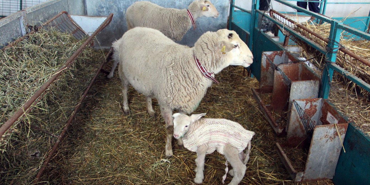 Yeni Doğan Kuzularını Dondurucu Soğuktan Korumak İçin Kazak Giydirdi