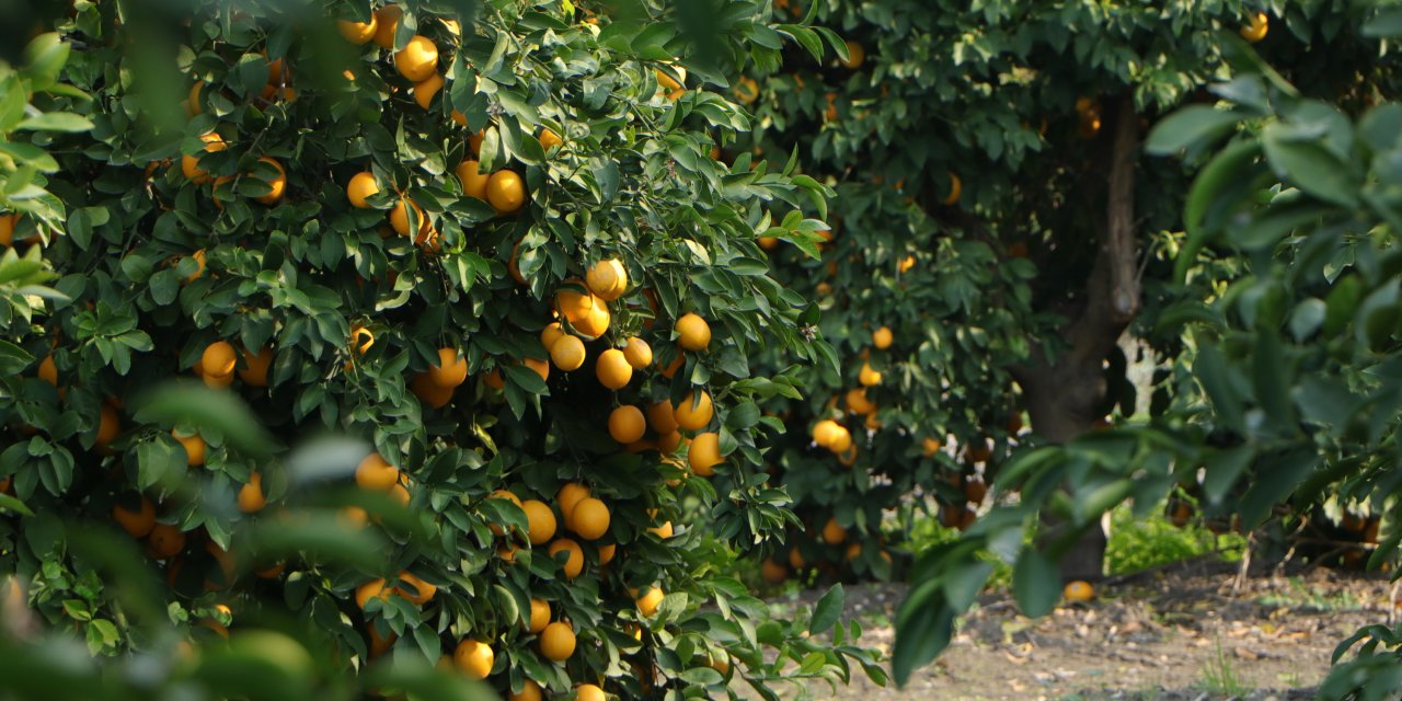 Markette 20 Lira Olan Limon, Bahçede 1 Lira