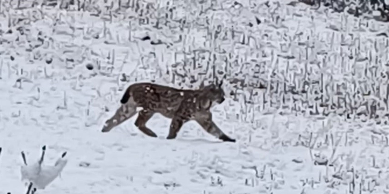 Of'ta karlı arazide vaşak görüntülendi