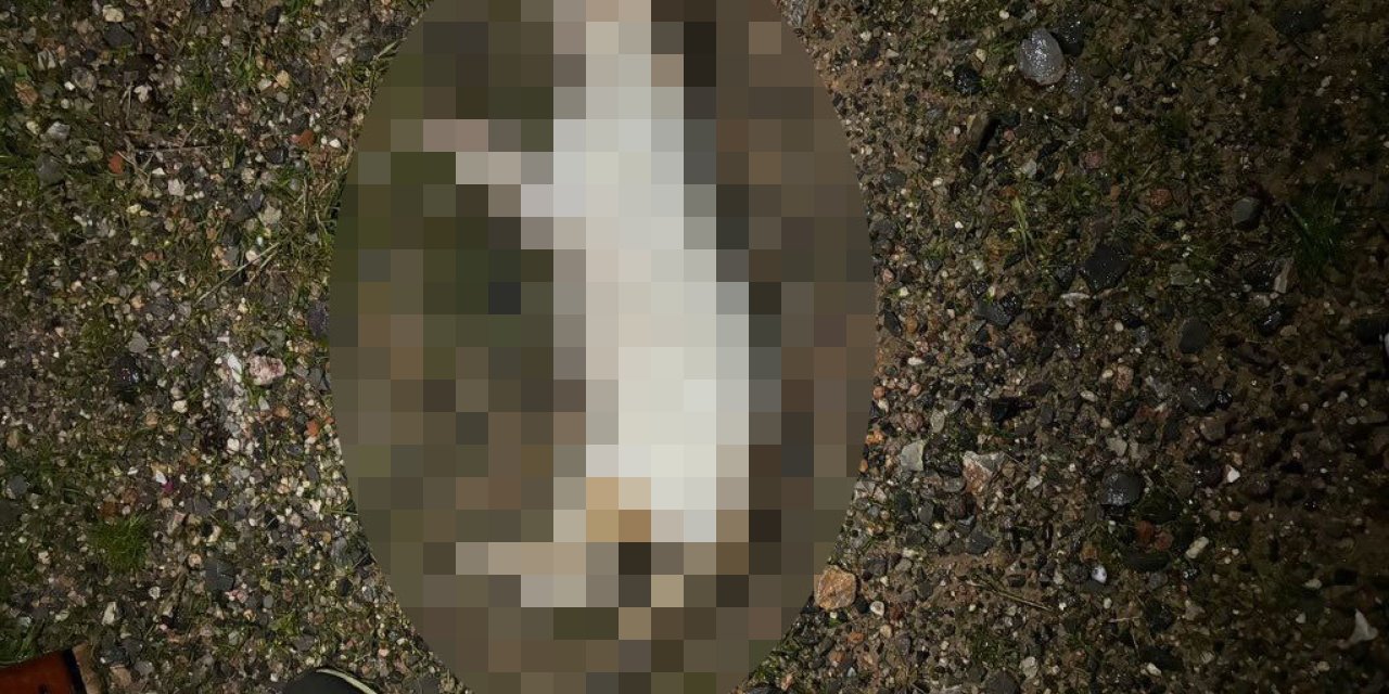 Kedileri Öldürüp Apartmanın Bahçesine Atarken, Kameraya Yakalandı