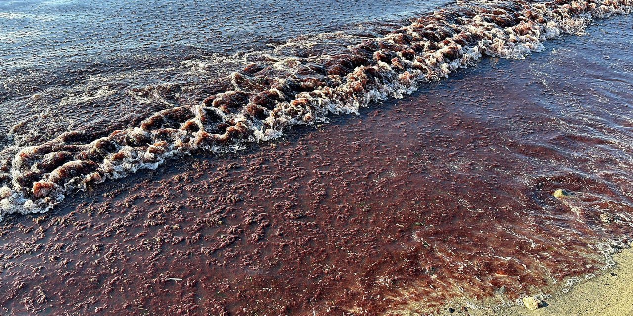 Tekirdağ'da Sahil Yine Yosunla Kaplandı