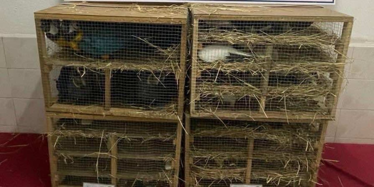 Edirne'de, Kamyonette 124 Kuş Ele Geçirildi